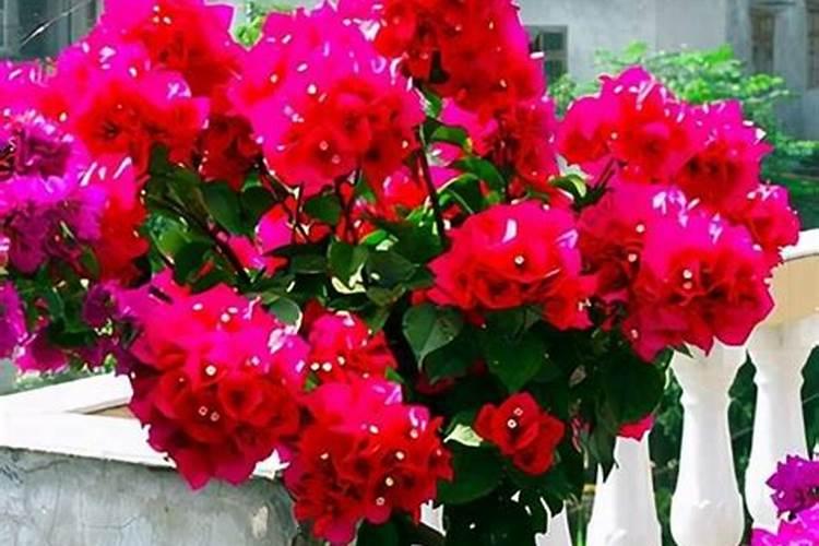 种玉米需要颗粒硼肥吗？