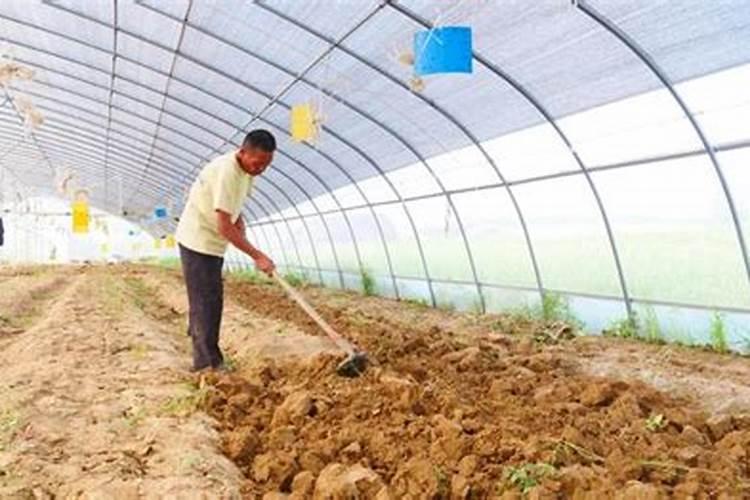 菜籽饼能直接撒地里吗