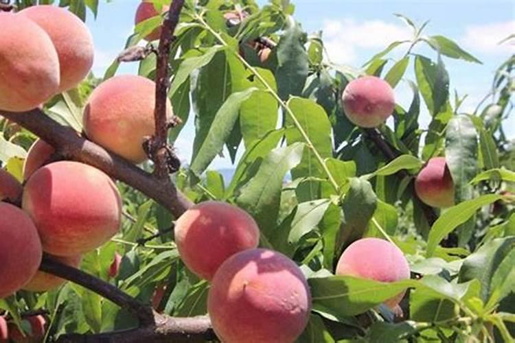 价格6000元与20000元的水溶肥差在哪？看完这4点,就明白了