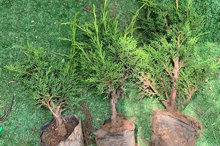 锌钙特葡萄糖酸钙锌口服溶液怎么样