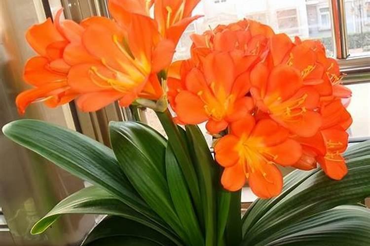 君子兰肥料能养别的花吗