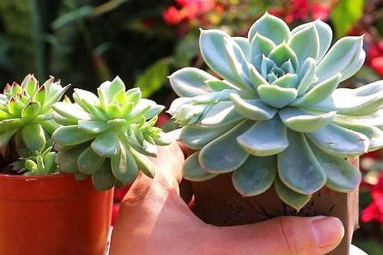 为什么新森达的鞋比森达的贵