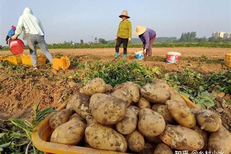 土豆追肥用什么肥料好？