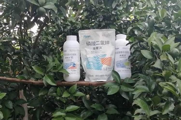 柑橘施什么肥可以增加甜度