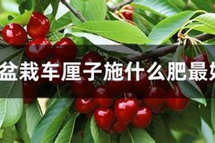 车厘子几月施肥最好