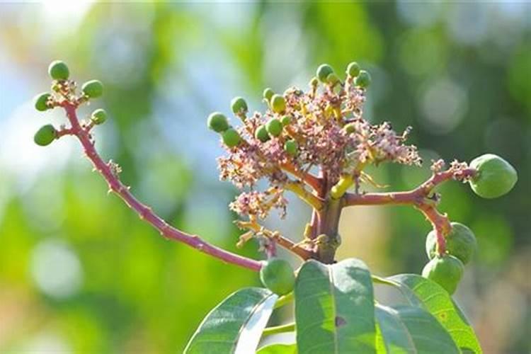 种芒果施什么肥