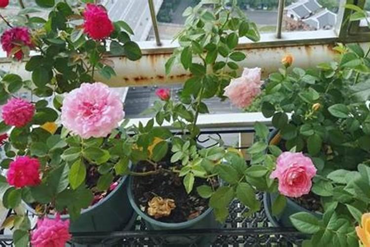 苔藓有毒吗 可以放在室内养吗