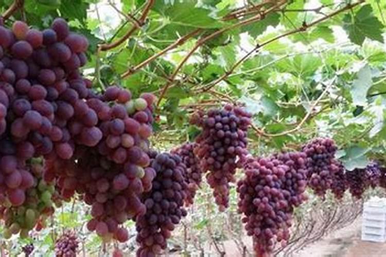 夏天可以给多肉施肥吗