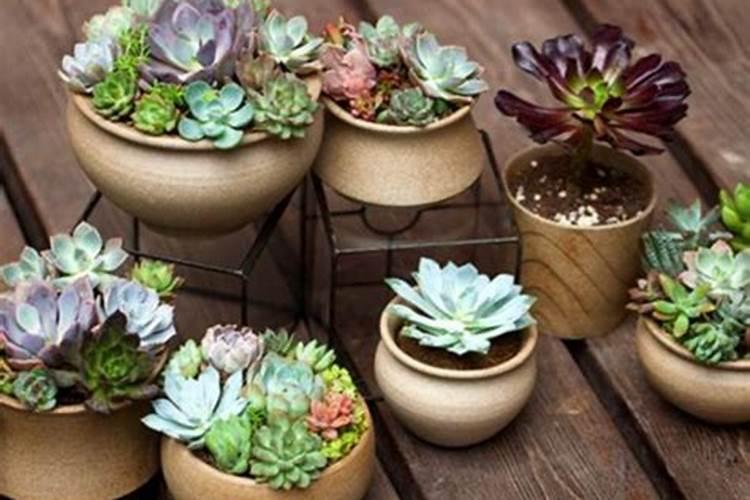 多肉花冬季可以施肥吗