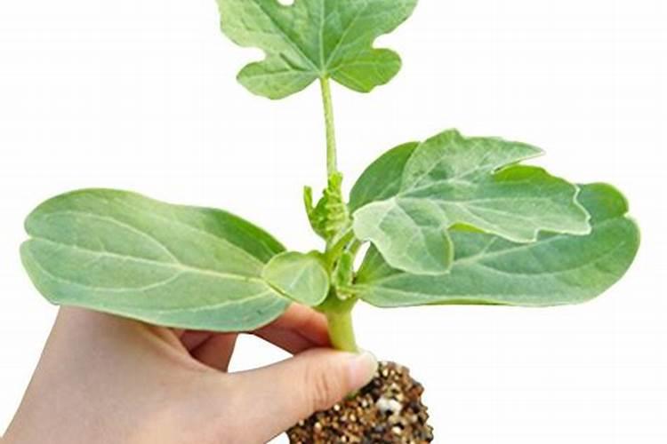 多肉奥普琳娜夏天怎么过