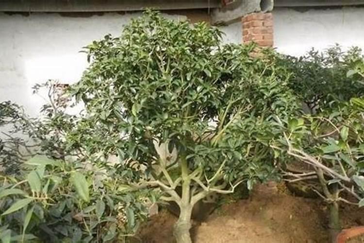 ...大棚腐植酸冲施肥和硼锌铁镁中量元素混冲起脑,对黄瓜有什么危害？