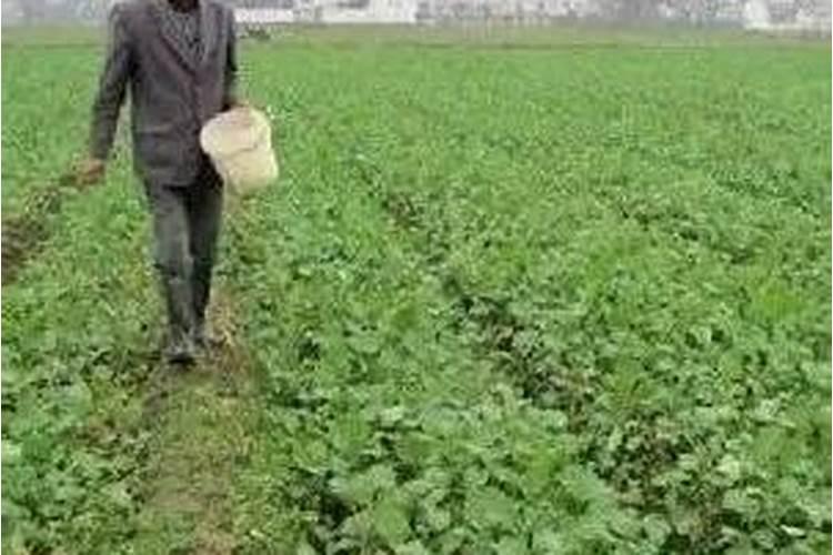 种植葡萄需要什么肥料 改善水果品质