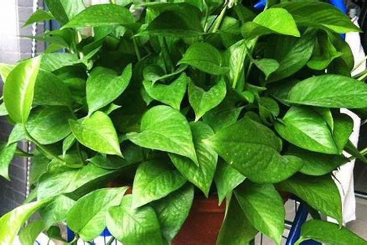 桉树施尿素效果怎样
