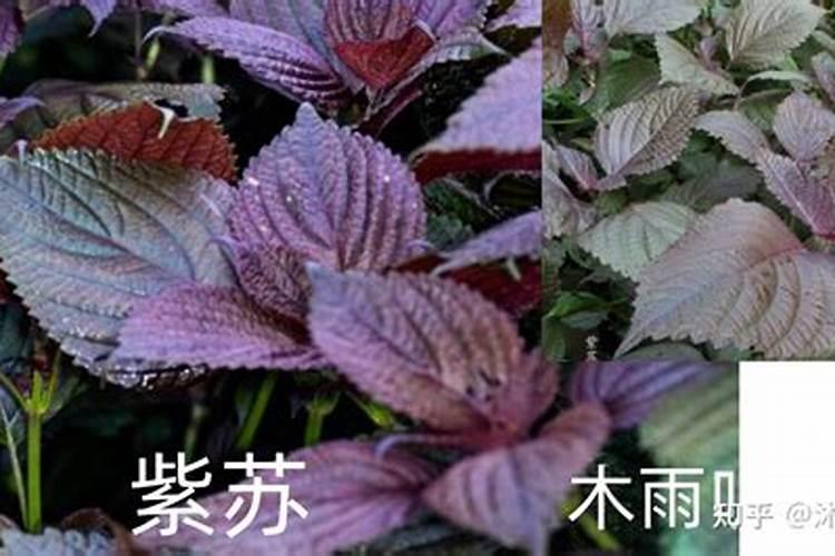 紫苏怎么种植