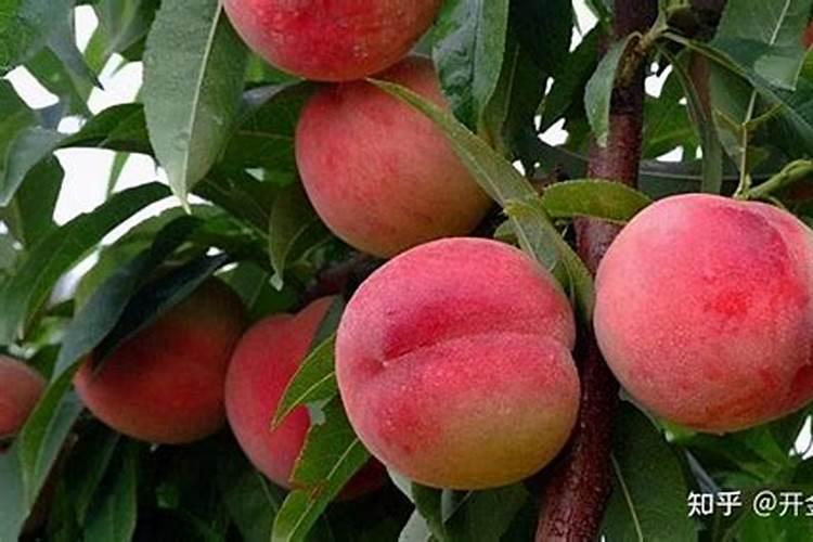 桃树一年什么时候施肥最好