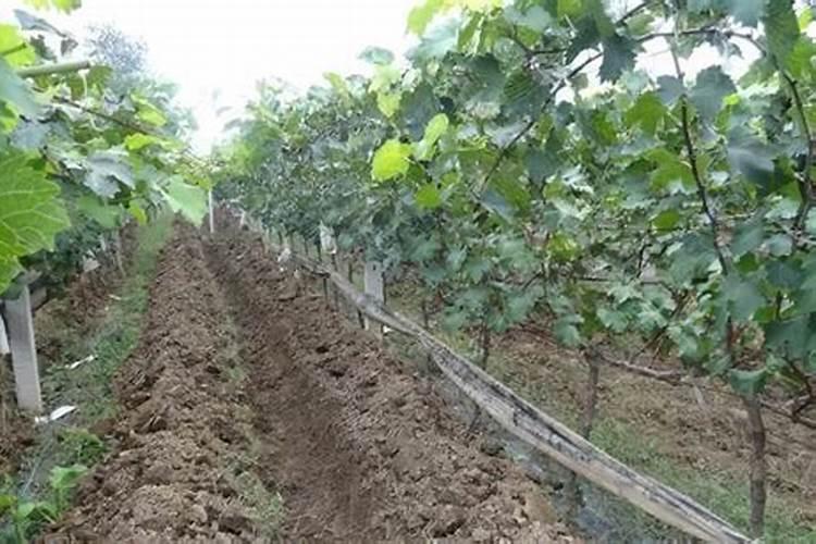 果树基肥施用最佳时期是