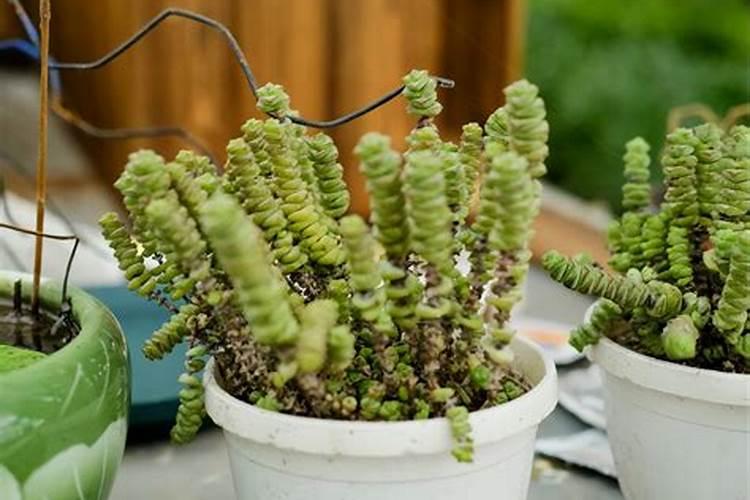 芸苔素对草莓长茎有用吗