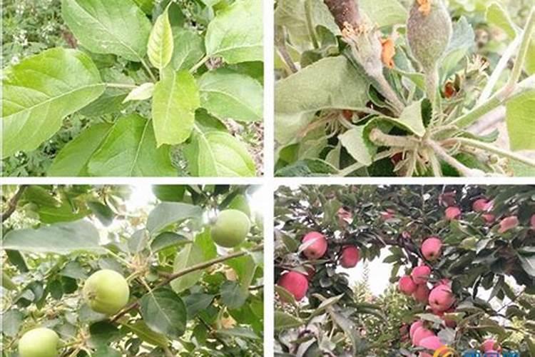 种芹菜怎么用肥才长得快 种芹菜如何用肥才长得快