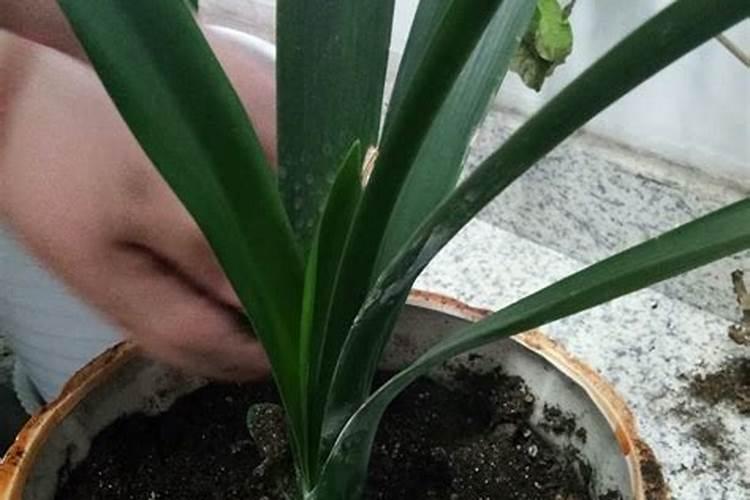 火龙果开花要施什么肥