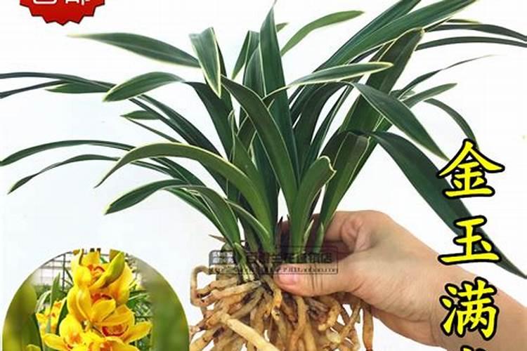 金玉满堂花施什么肥