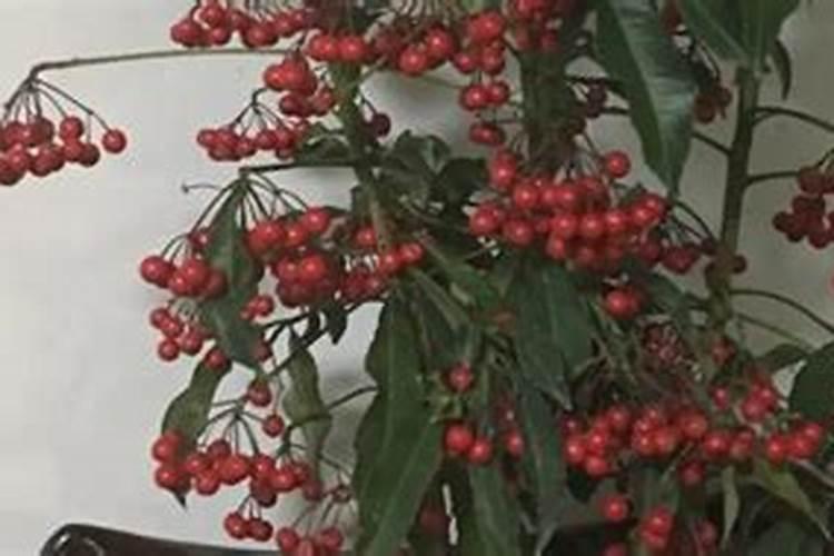 金玉满堂花如何施肥,施什么肥