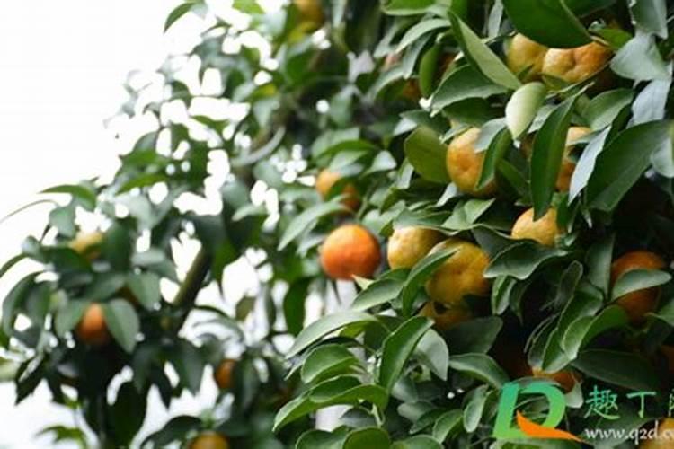 五月份扦插月季能活吗