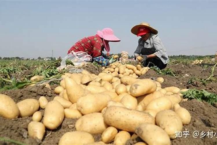 马铃薯如何施用钾肥？施用钾肥都有哪些好处呢？