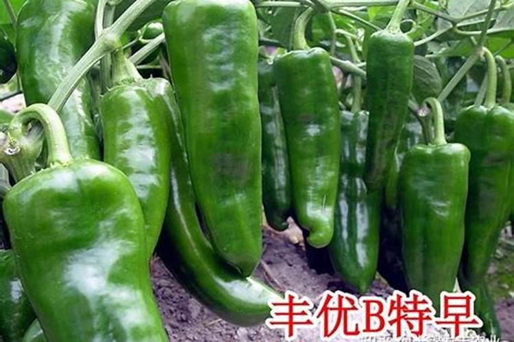 青椒施肥用什么肥料