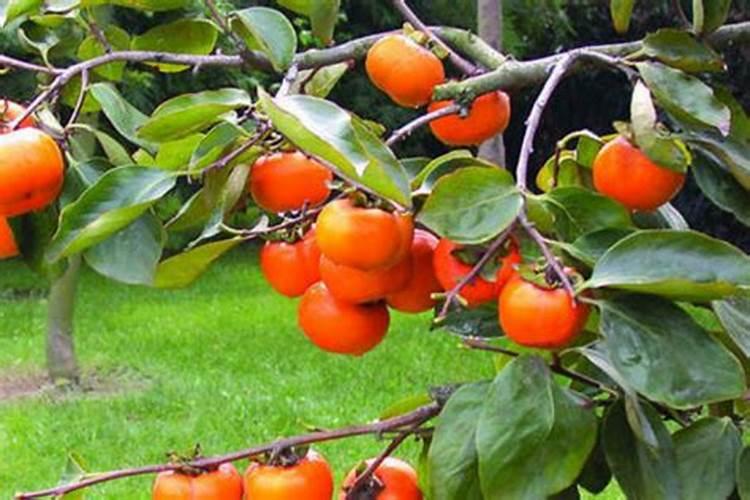 柿子树能上肥料吗