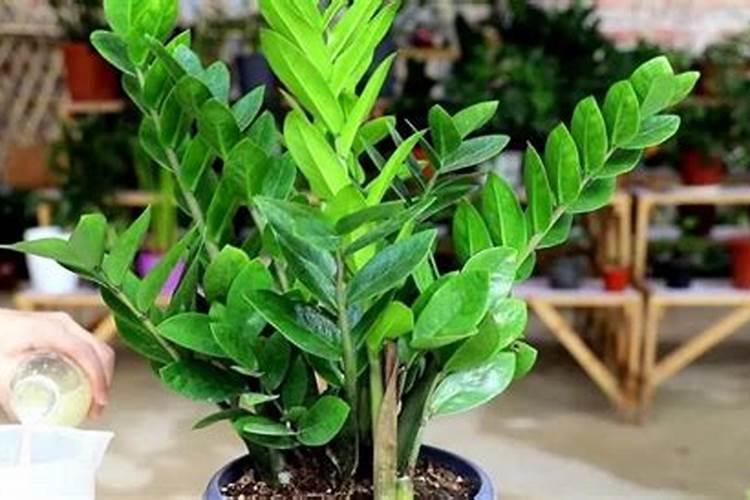 金钱树用什么肥料好