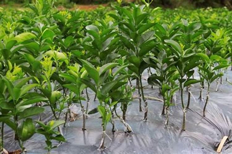 刚栽的柑橘树幼苗,施什么肥料？