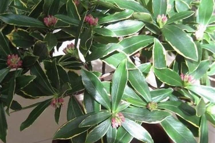 玉米打叶面肥用进口叶面肥用哪个国家的好