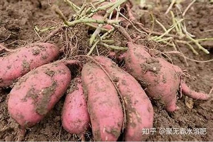种植红薯早期用什么肥料？红薯施肥用什么肥料？红薯叶面肥喷昆仑风