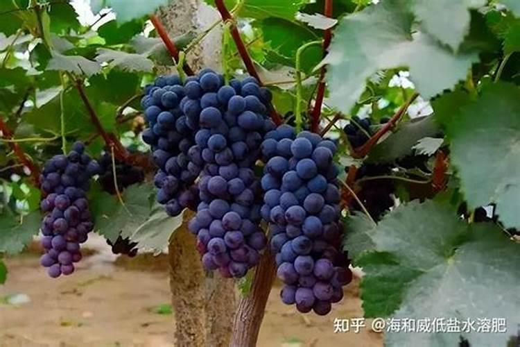 玉米的种植方法