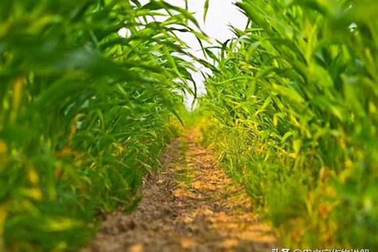 打多效唑后几天打芸苔素