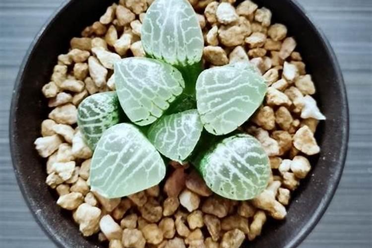 多肉植物怎么养