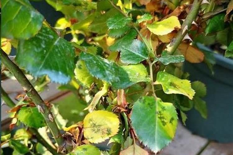 多菌灵是碱性还是酸性能与叶面肥混用吗？