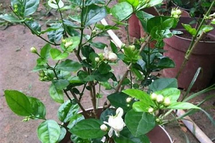 如何给茉莉花施肥