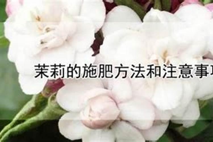 茉莉花如何施肥