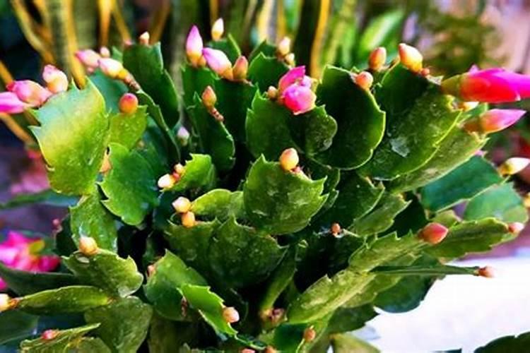 蟹爪兰用什么肥料最好