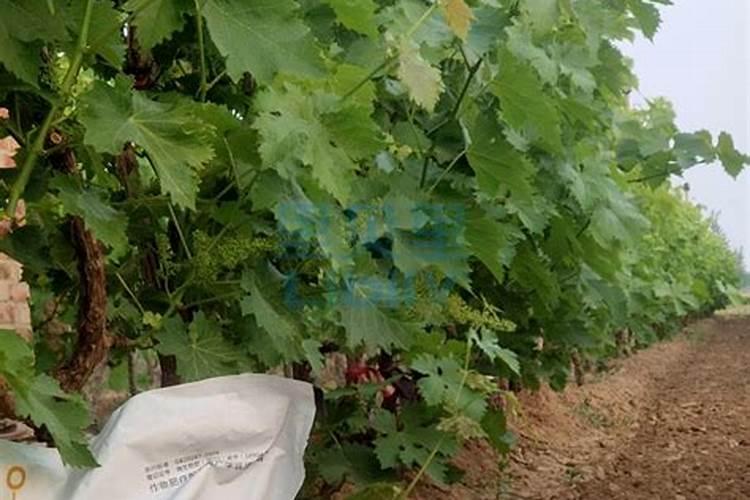 葡萄快要收获了,怎样用省钱办法实现“增甜着色”