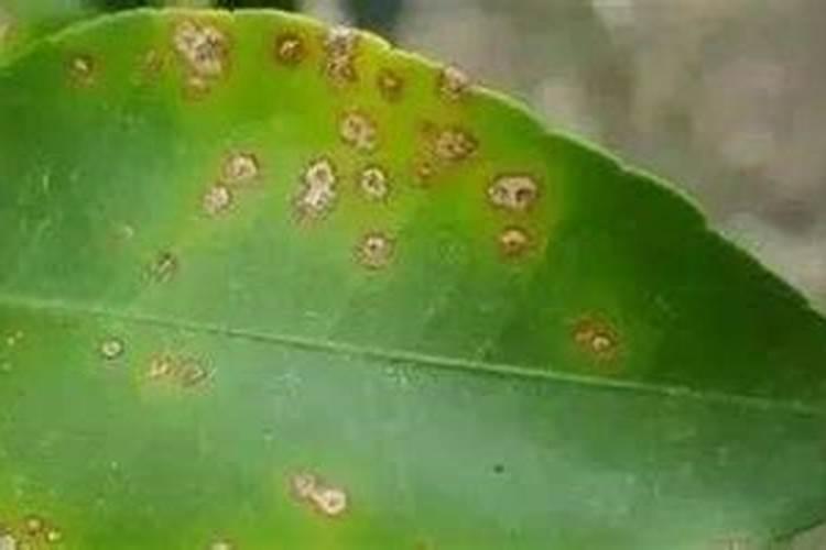 茄子刚喷完药,过几天能喷叶面肥不是大朋