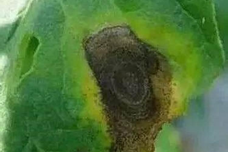 白术陈子可以种吗