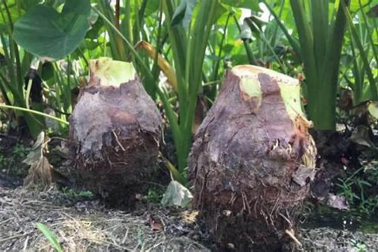 芋头种植高产栽培管理技术