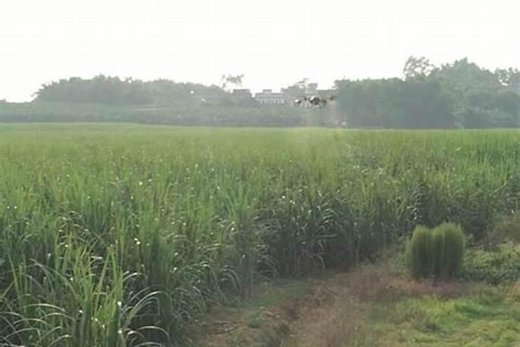 种植黄连要掌握什么技术,每亩最终能收获多少收益
