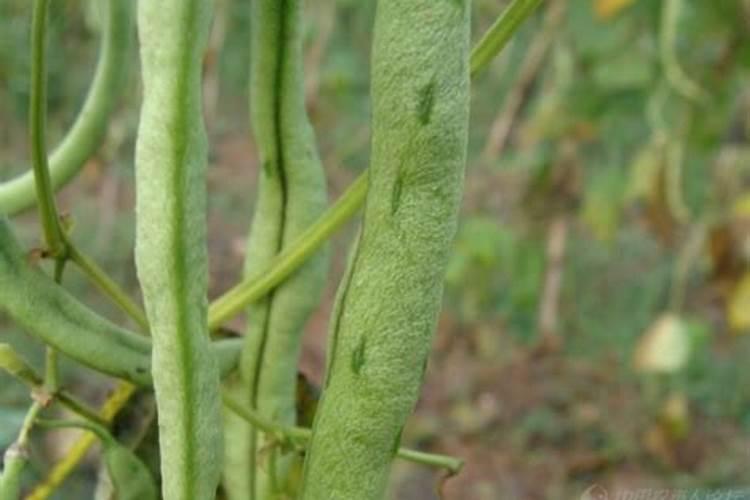 玉米田怎样用芸乐收