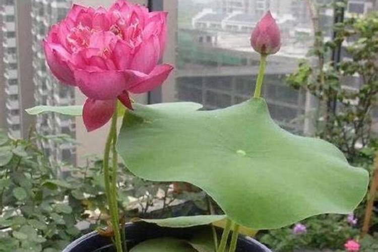 碗莲可以施复合肥吗