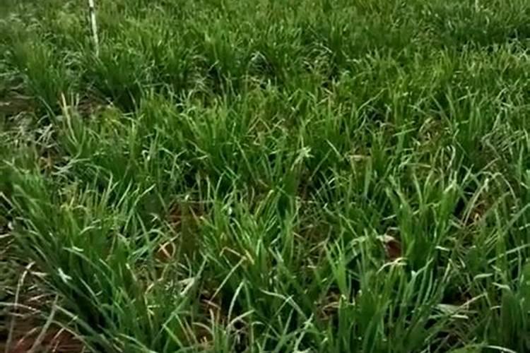 液体有机肥发酵站设备