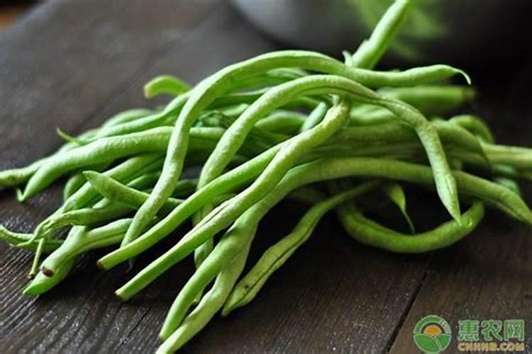 玉兰花用什么肥料最好