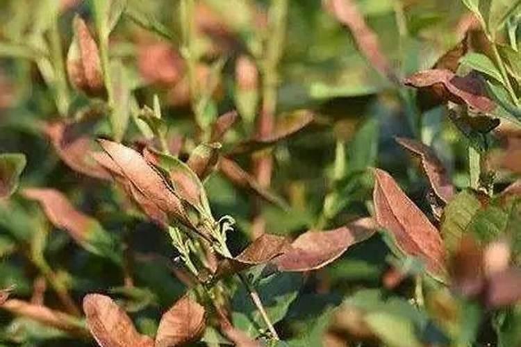 怎么给茶树施肥呢？